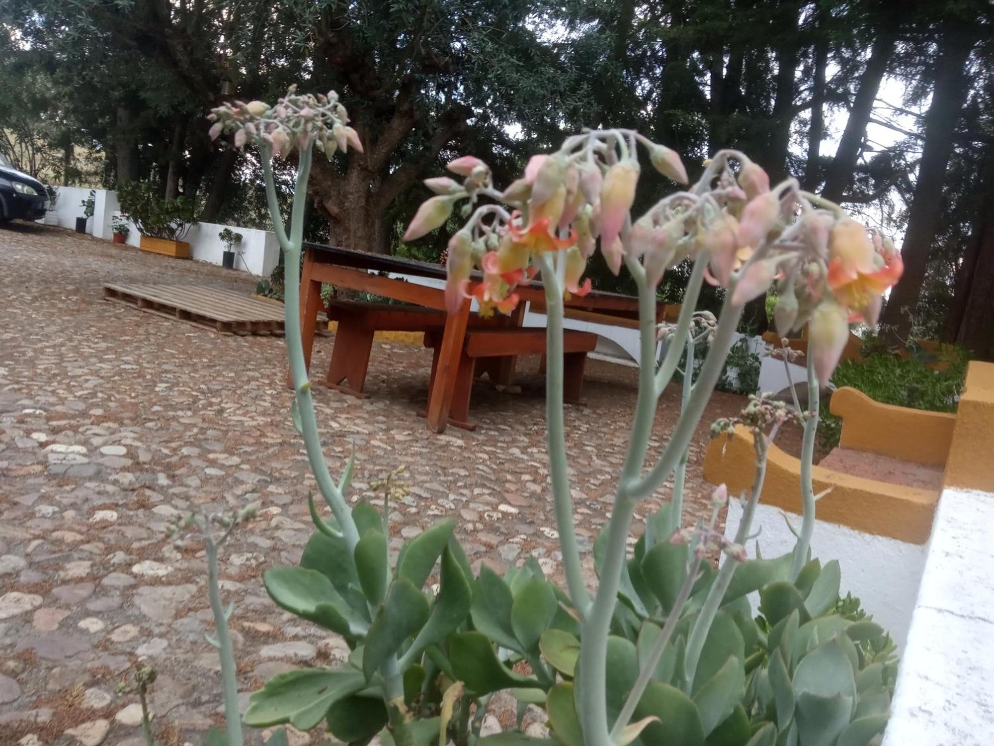 Monte Da Samarra Villa Aviz Eksteriør bilde